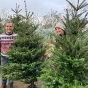 Family run Burnham nursery sells 2,000 trees to locals in the run up to Christmas