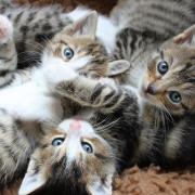 RSPCA raise concerns at rise of rescues from multi-cat households
