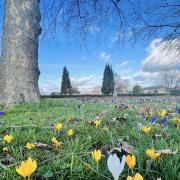 Slough Observer's Pic of the Week: Crocus sprouts at Salt Hill park