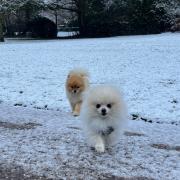 In pictures: Slough and Windsor hit by snow