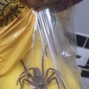 World's biggest spider travels over 4000 miles to the UK in a banana