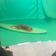 Meet the furry stars of a MAJOR motion picture being filmed in Berkshire