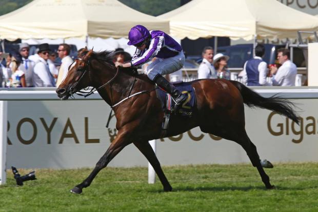 Highland Reel in action at Ascot. Picture: Sue Orpwood.