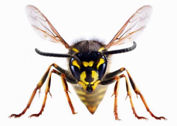 Slough Observer: A wasp